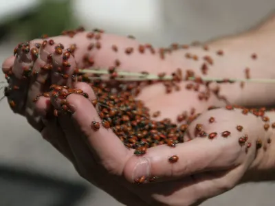 1500 Live Ladybugs