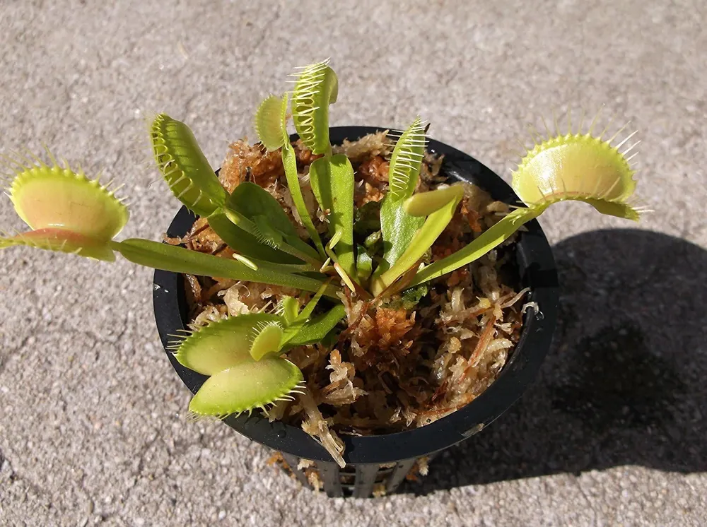 Adult Venus Flytrap, photo 2