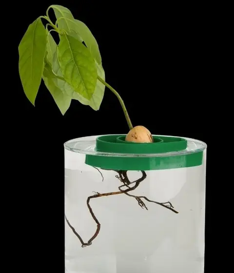 Avocado Tree Growing Kit