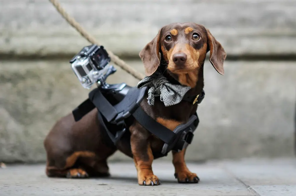 Dog GoPro