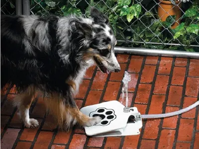 Doggie Water Fountain