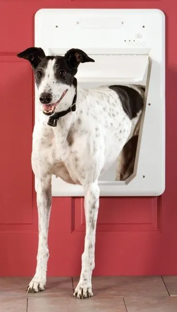 Electronic Doggie Door