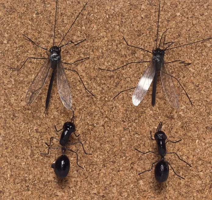 Insect Pushpins