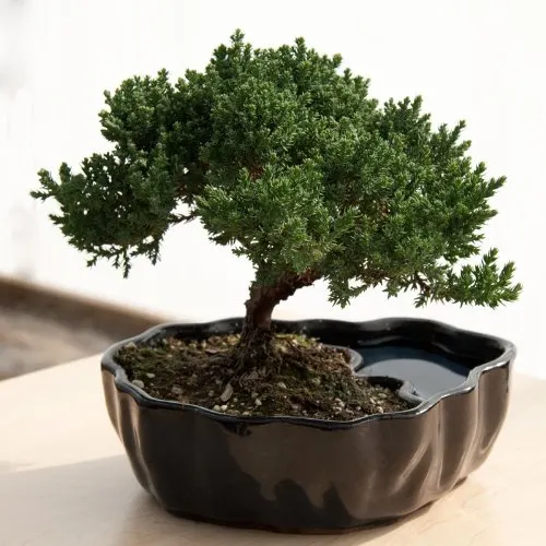 Juniper Bonsai