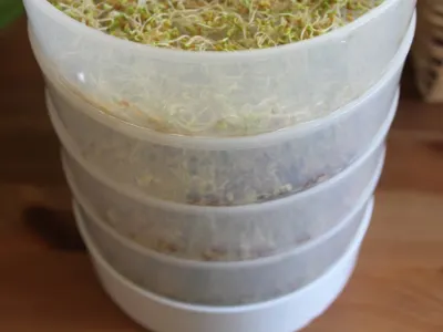Kitchen Seed Sprouter (4-Trays)