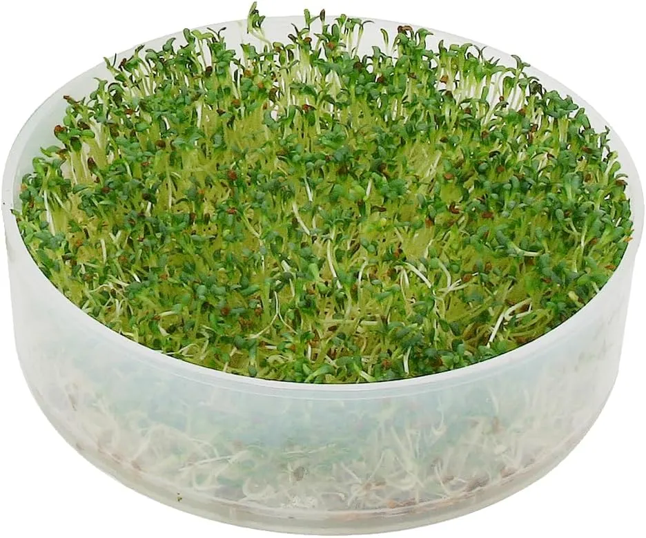 Kitchen Crop Sprouter, photo 5