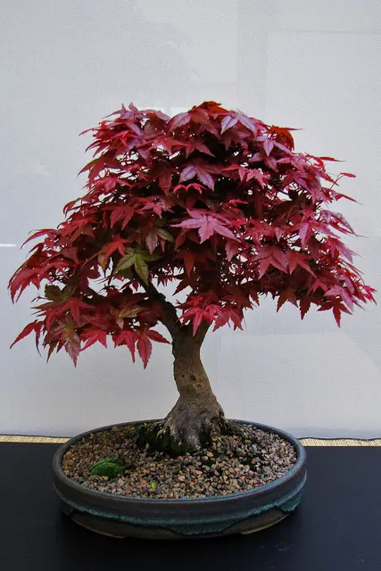 Red Maple Bonsai