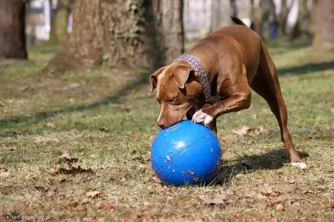 Super Tough Pet Ball