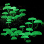 Glow-In-The-Dark Mushroom Kit