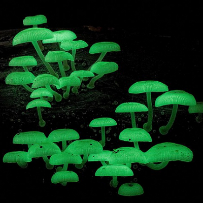 Glow in the dark mushroom kit FREE SHIPPING Holiday Sale 25% Off! 