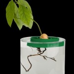 Avocado Tree Growing Kit