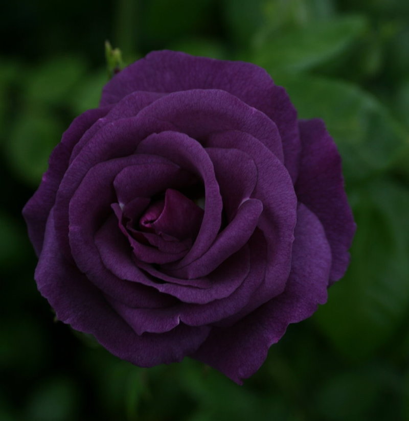 Dark Purple Rose Seeds